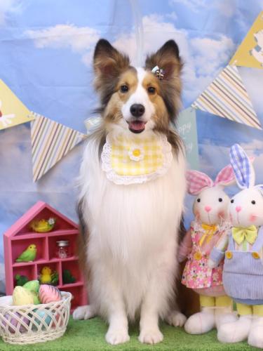 20240312トイくん